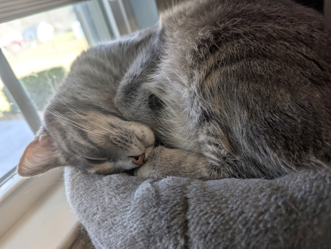 sleeping gray tabby call