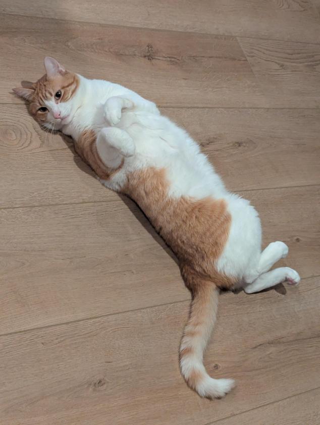 adorable orange pie ball cat